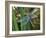 Male Emperor Dragonfly-Adrian Bicker-Framed Photographic Print