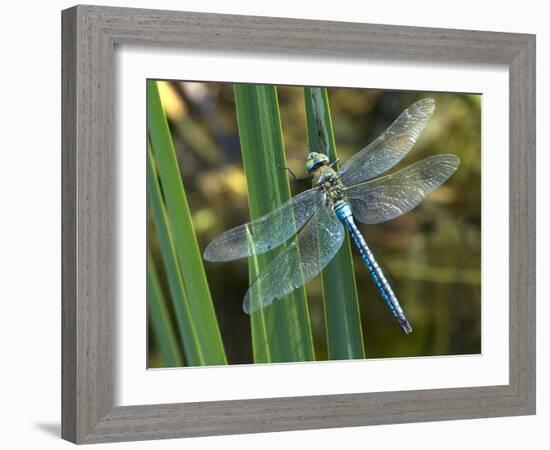 Male Emperor Dragonfly-Adrian Bicker-Framed Photographic Print