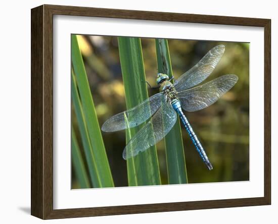 Male Emperor Dragonfly-Adrian Bicker-Framed Photographic Print