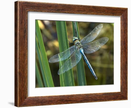 Male Emperor Dragonfly-Adrian Bicker-Framed Photographic Print