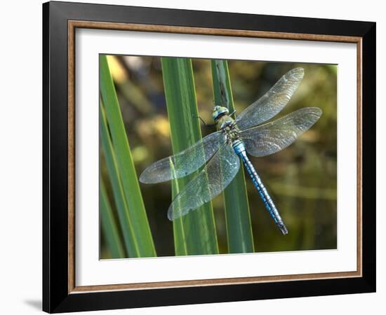 Male Emperor Dragonfly-Adrian Bicker-Framed Photographic Print