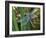 Male Emperor Dragonfly-Adrian Bicker-Framed Photographic Print