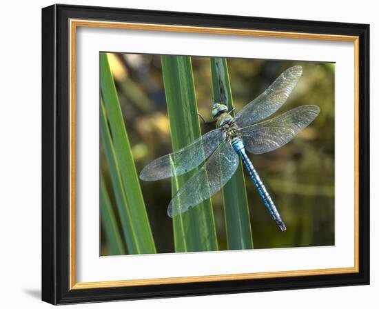 Male Emperor Dragonfly-Adrian Bicker-Framed Photographic Print