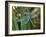 Male Emperor Dragonfly-Adrian Bicker-Framed Photographic Print