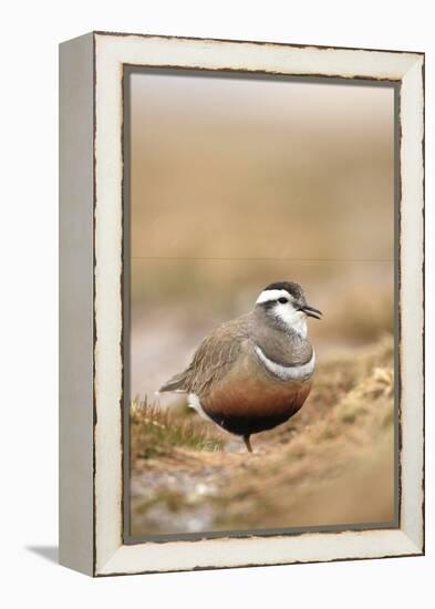 Male Eurasian Dotterel in Breeding Habitat, Grampian Mountains, Cairngorms Np, Scotland, UK-Mark Hamblin-Framed Premier Image Canvas