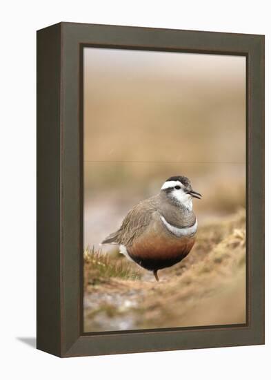 Male Eurasian Dotterel in Breeding Habitat, Grampian Mountains, Cairngorms Np, Scotland, UK-Mark Hamblin-Framed Premier Image Canvas