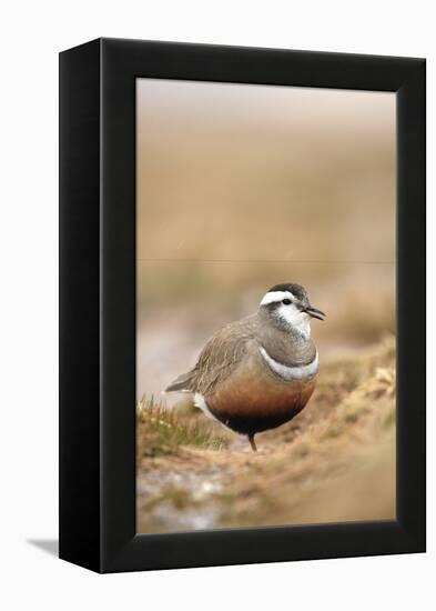 Male Eurasian Dotterel in Breeding Habitat, Grampian Mountains, Cairngorms Np, Scotland, UK-Mark Hamblin-Framed Premier Image Canvas