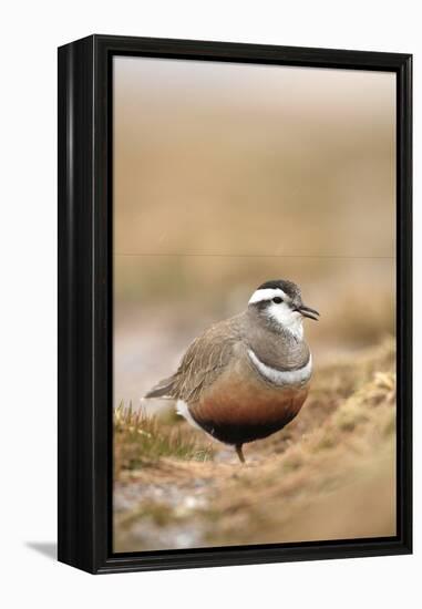 Male Eurasian Dotterel in Breeding Habitat, Grampian Mountains, Cairngorms Np, Scotland, UK-Mark Hamblin-Framed Premier Image Canvas