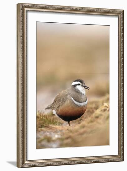 Male Eurasian Dotterel in Breeding Habitat, Grampian Mountains, Cairngorms Np, Scotland, UK-Mark Hamblin-Framed Photographic Print