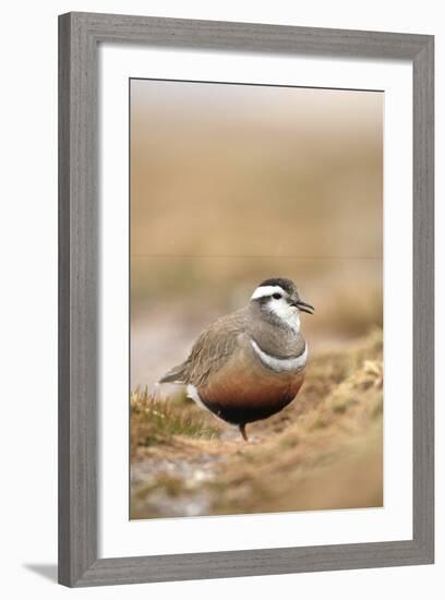 Male Eurasian Dotterel in Breeding Habitat, Grampian Mountains, Cairngorms Np, Scotland, UK-Mark Hamblin-Framed Photographic Print