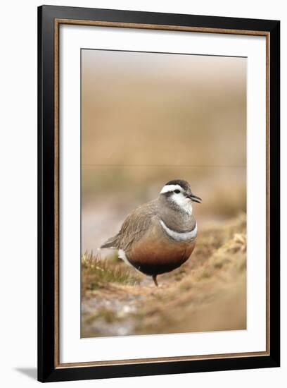 Male Eurasian Dotterel in Breeding Habitat, Grampian Mountains, Cairngorms Np, Scotland, UK-Mark Hamblin-Framed Photographic Print