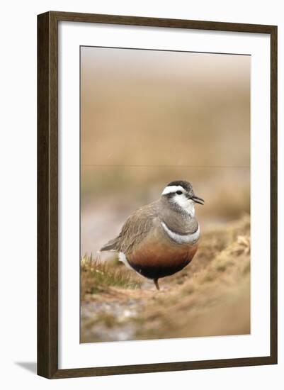 Male Eurasian Dotterel in Breeding Habitat, Grampian Mountains, Cairngorms Np, Scotland, UK-Mark Hamblin-Framed Photographic Print