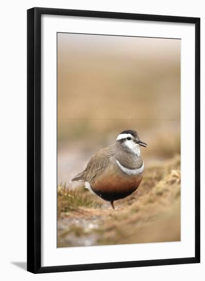 Male Eurasian Dotterel in Breeding Habitat, Grampian Mountains, Cairngorms Np, Scotland, UK-Mark Hamblin-Framed Photographic Print