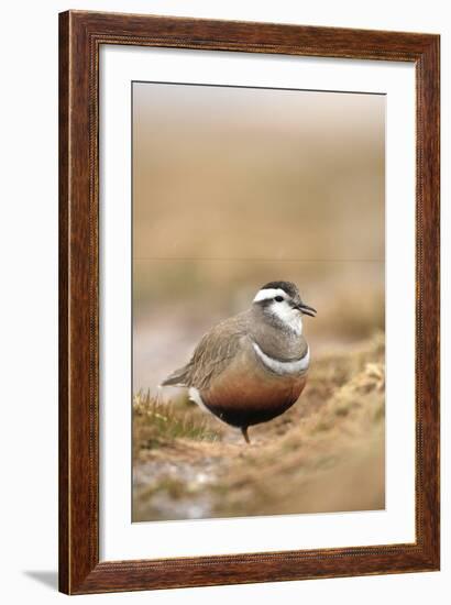 Male Eurasian Dotterel in Breeding Habitat, Grampian Mountains, Cairngorms Np, Scotland, UK-Mark Hamblin-Framed Photographic Print