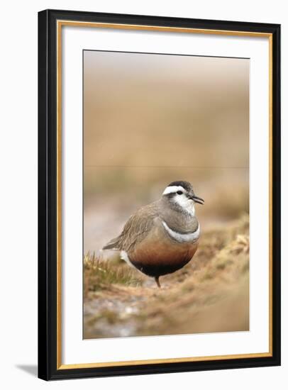 Male Eurasian Dotterel in Breeding Habitat, Grampian Mountains, Cairngorms Np, Scotland, UK-Mark Hamblin-Framed Photographic Print