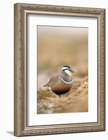 Male Eurasian Dotterel in Breeding Habitat, Grampian Mountains, Cairngorms Np, Scotland, UK-Mark Hamblin-Framed Photographic Print