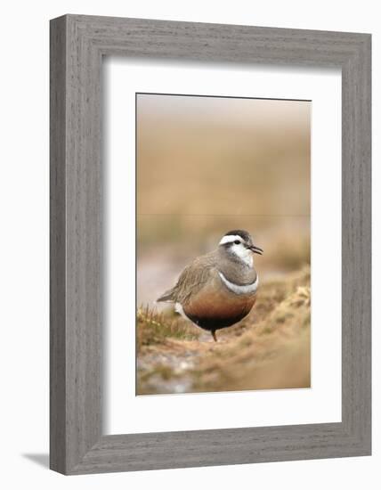 Male Eurasian Dotterel in Breeding Habitat, Grampian Mountains, Cairngorms Np, Scotland, UK-Mark Hamblin-Framed Photographic Print