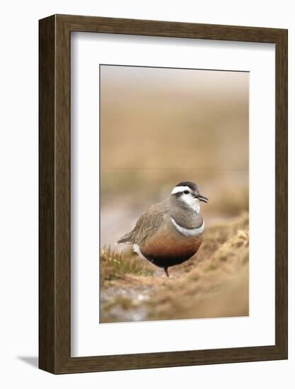 Male Eurasian Dotterel in Breeding Habitat, Grampian Mountains, Cairngorms Np, Scotland, UK-Mark Hamblin-Framed Photographic Print