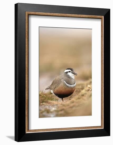 Male Eurasian Dotterel in Breeding Habitat, Grampian Mountains, Cairngorms Np, Scotland, UK-Mark Hamblin-Framed Photographic Print