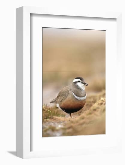 Male Eurasian Dotterel in Breeding Habitat, Grampian Mountains, Cairngorms Np, Scotland, UK-Mark Hamblin-Framed Photographic Print