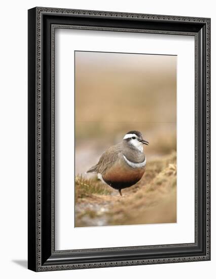 Male Eurasian Dotterel in Breeding Habitat, Grampian Mountains, Cairngorms Np, Scotland, UK-Mark Hamblin-Framed Photographic Print