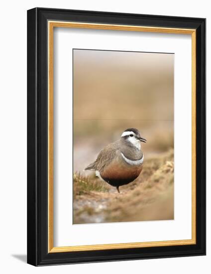 Male Eurasian Dotterel in Breeding Habitat, Grampian Mountains, Cairngorms Np, Scotland, UK-Mark Hamblin-Framed Photographic Print