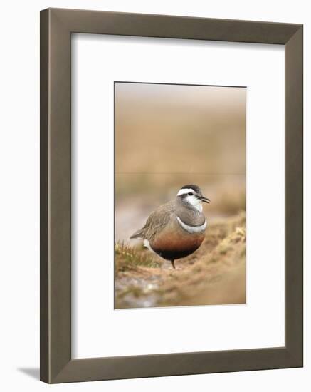 Male Eurasian Dotterel in Breeding Habitat, Grampian Mountains, Cairngorms Np, Scotland, UK-Mark Hamblin-Framed Photographic Print