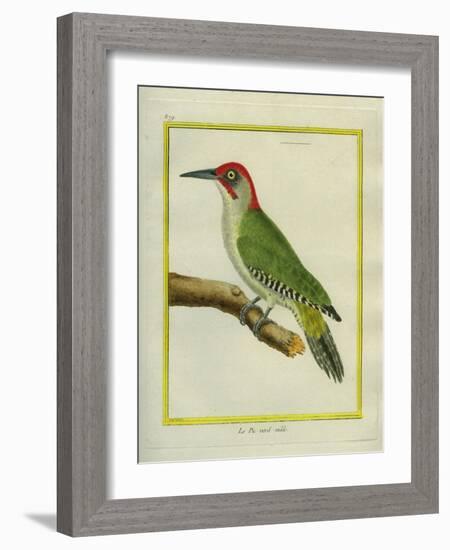 Male European Green Woodpecker-Georges-Louis Buffon-Framed Giclee Print