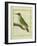 Male European Green Woodpecker-Georges-Louis Buffon-Framed Giclee Print