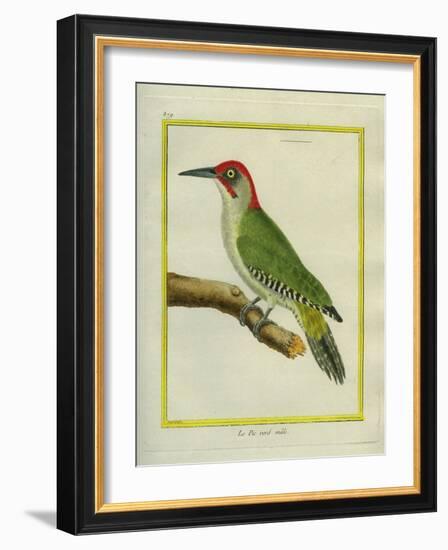 Male European Green Woodpecker-Georges-Louis Buffon-Framed Giclee Print