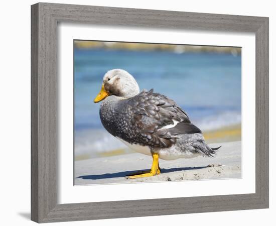 Male Falkland flightless Steamer duck (Tachyeres brachypterus) endemic to the Falkland Islands.-Martin Zwick-Framed Photographic Print