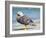 Male Falkland flightless Steamer duck (Tachyeres brachypterus) endemic to the Falkland Islands.-Martin Zwick-Framed Photographic Print