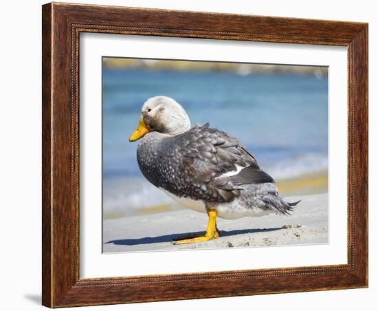 Male Falkland flightless Steamer duck (Tachyeres brachypterus) endemic to the Falkland Islands.-Martin Zwick-Framed Photographic Print