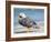 Male Falkland flightless Steamer duck (Tachyeres brachypterus) endemic to the Falkland Islands.-Martin Zwick-Framed Photographic Print