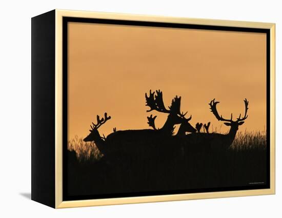 Male Fallow Deer, Silhouettes at Dawn, Tamasi, Hungary-Bence Mate-Framed Premier Image Canvas