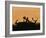 Male Fallow Deer, Silhouettes at Dawn, Tamasi, Hungary-Bence Mate-Framed Photographic Print