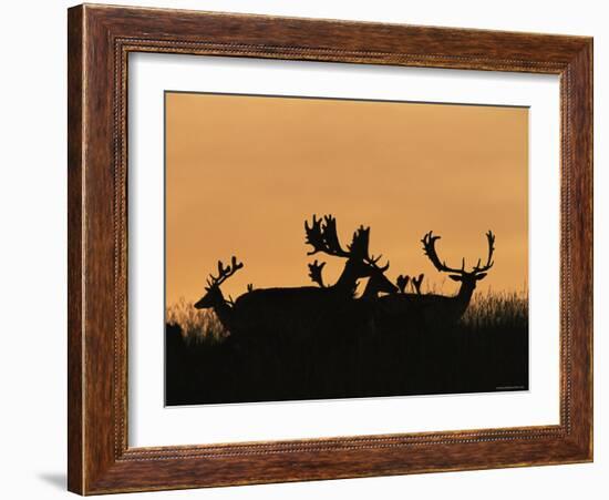 Male Fallow Deer, Silhouettes at Dawn, Tamasi, Hungary-Bence Mate-Framed Photographic Print