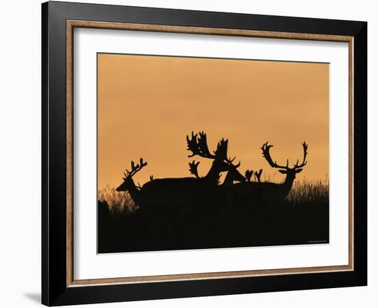 Male Fallow Deer, Silhouettes at Dawn, Tamasi, Hungary-Bence Mate-Framed Photographic Print