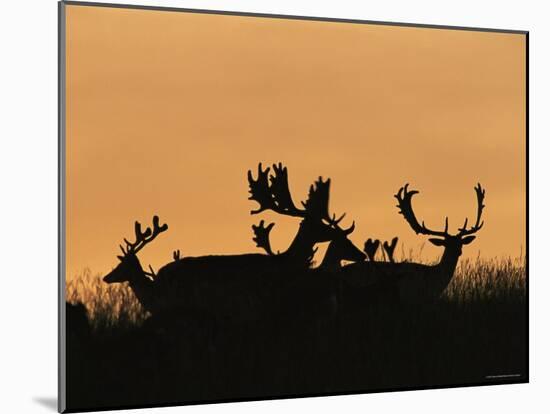 Male Fallow Deer, Silhouettes at Dawn, Tamasi, Hungary-Bence Mate-Mounted Photographic Print