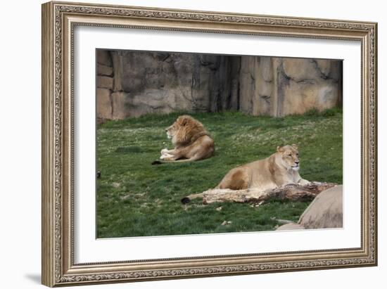 Male & Female Lion At Rest-Carol Highsmith-Framed Art Print