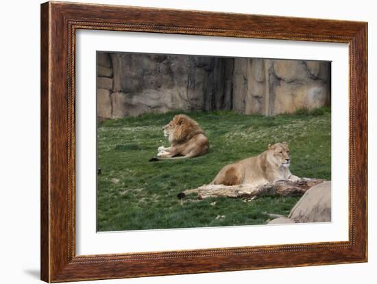 Male & Female Lion At Rest-Carol Highsmith-Framed Art Print