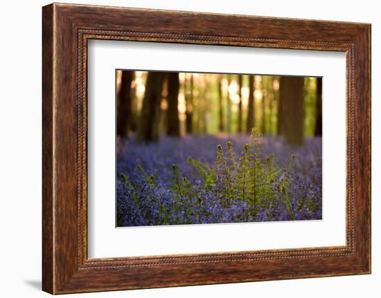 Male fern backlit among bluebell carpet, Wiltshire, UK-Ross Hoddinott-Framed Photographic Print