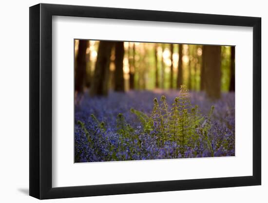 Male fern backlit among bluebell carpet, Wiltshire, UK-Ross Hoddinott-Framed Photographic Print