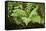 male fern, Dryopteris filix-mas, brookside, spring-David & Micha Sheldon-Framed Stretched Canvas