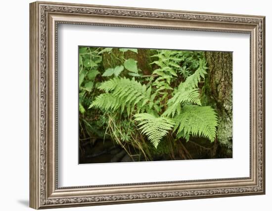 male fern, Dryopteris filix-mas, brookside, spring-David & Micha Sheldon-Framed Photographic Print