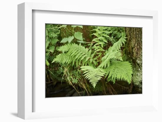 male fern, Dryopteris filix-mas, brookside, spring-David & Micha Sheldon-Framed Photographic Print