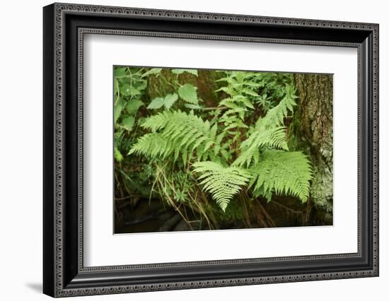 male fern, Dryopteris filix-mas, brookside, spring-David & Micha Sheldon-Framed Photographic Print