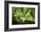 male fern, Dryopteris filix-mas, brookside, spring-David & Micha Sheldon-Framed Photographic Print