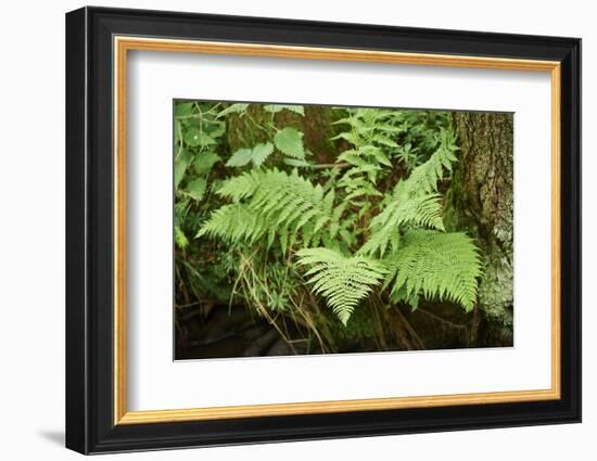 male fern, Dryopteris filix-mas, brookside, spring-David & Micha Sheldon-Framed Photographic Print