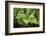 male fern, Dryopteris filix-mas, brookside, spring-David & Micha Sheldon-Framed Photographic Print